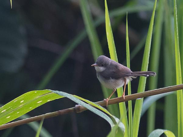 <h3><a href="/trips/srilanka/biota/animalia/chordata/aves/040 passeriformes/088 cisticolidae/prinia hodgsonii/prinia hodgsonii-en.html">Prinia&nbsp;hodgsonii</a> / Grey‑breasted&nbsp;prinia / Grijsborstprinia</h3>NIKON D500 with AF-S Nikkor 300mm f/2.8G IF-ED VR II, 1/1250 sec at F2.8, ISO 640, distance 14.9&nbsp;m